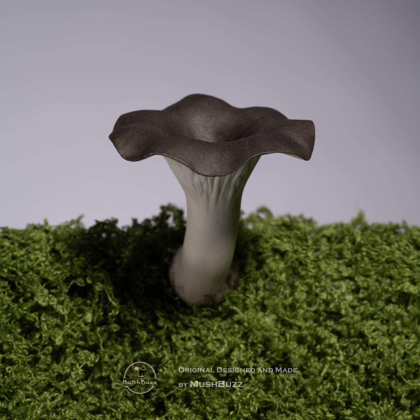 Cantharellus cibarius