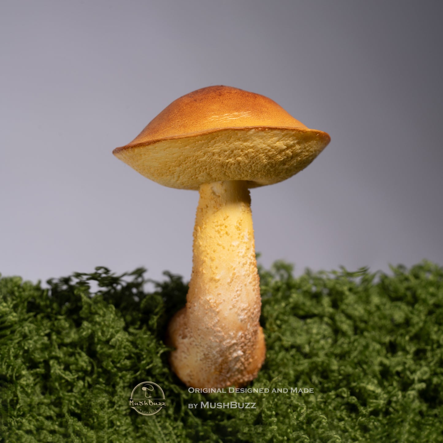 Psilocybe