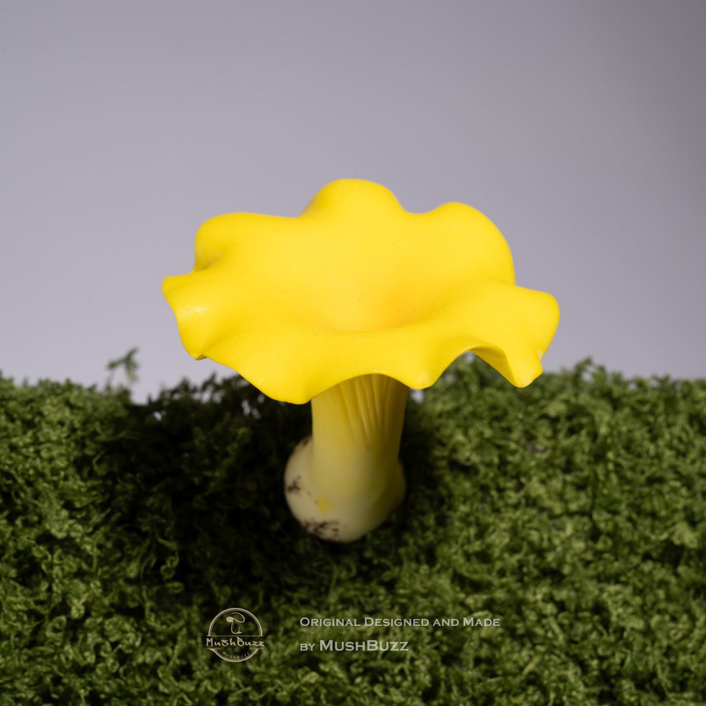 Cantharellus cibarius