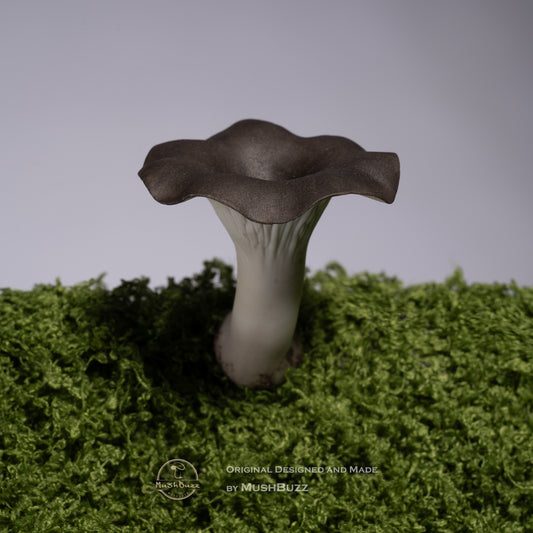 Cantharellus cibarius