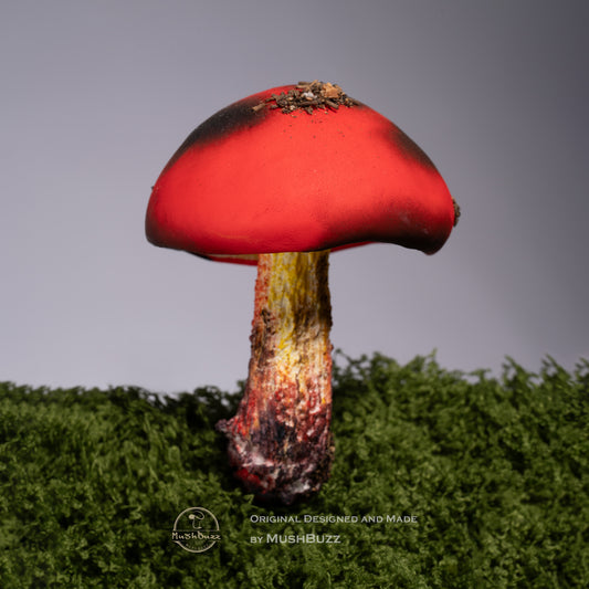 Enchanted Caps Collection
