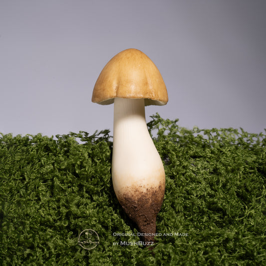 Chicken Mushroom