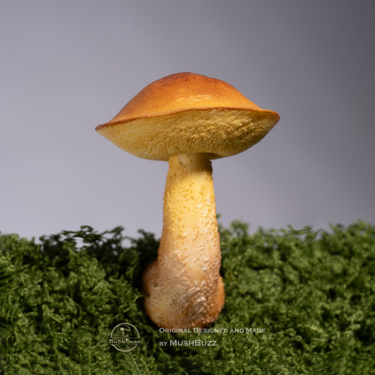 Psilocybe